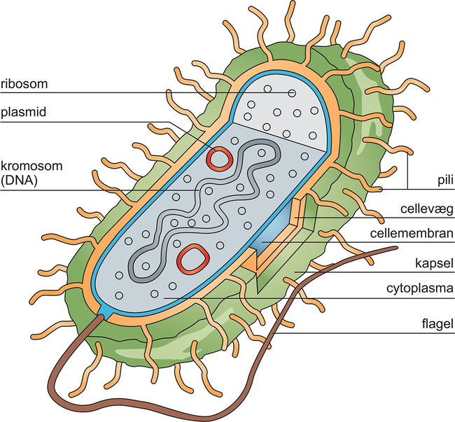 Bakteriers og udseende |